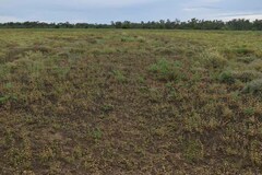 Alternanthera nodiflora