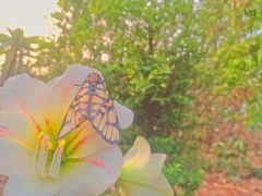 Aglaomorpha plagiata