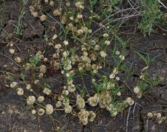 Alternanthera nodiflora