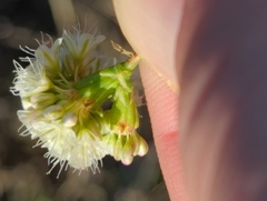 Eriogonum nudum auriculatum