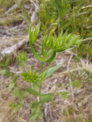 Centaurium tenuiflorum