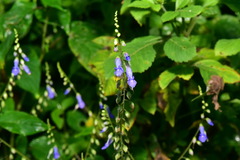 Rhynchoglossum obliquum