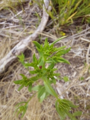 Centaurium tenuiflorum