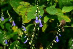 Rhynchoglossum obliquum