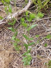 Centaurium tenuiflorum