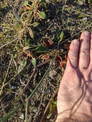Eriogonum nudum auriculatum