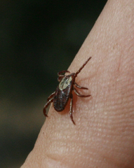 Dermacentor
