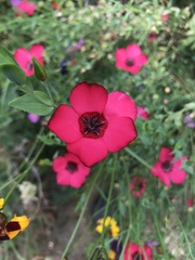 Linum grandiflorum