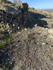 Eriogonum nudum auriculatum
