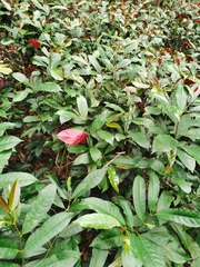 Excoecaria cochinchinensis