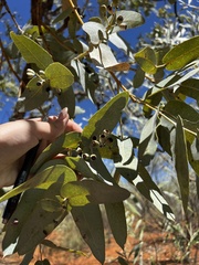 Eucalyptus pruinosa