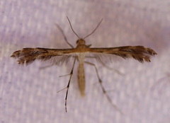 Oxyptilini