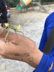 Pseudoxyops perpulchra