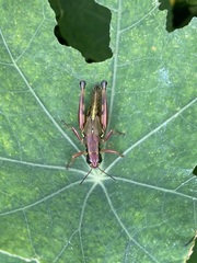 Phoetaliotes nebrascensis