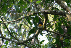 Trogon viridis