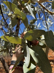 Eucalyptus pruinosa