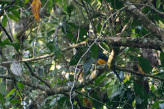 Trogon viridis
