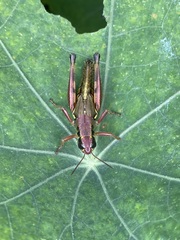 Phoetaliotes nebrascensis