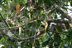 Trogon viridis