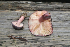 Russula amoena
