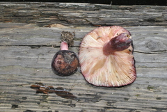 Russula amoena