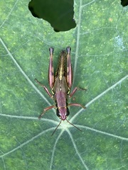 Phoetaliotes nebrascensis