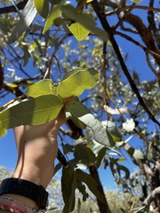 Eucalyptus pruinosa