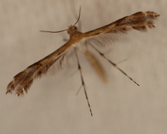 Oxyptilini