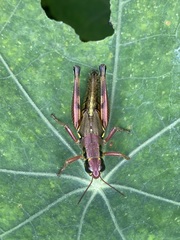 Phoetaliotes nebrascensis