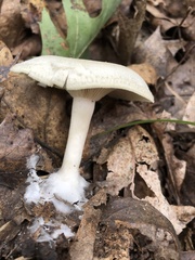 Clitocybe