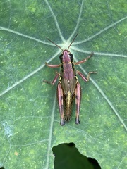 Phoetaliotes nebrascensis
