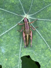 Phoetaliotes nebrascensis