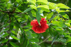Brownea grandiceps