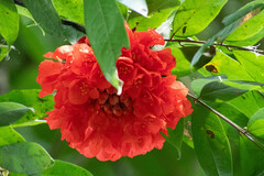 Brownea grandiceps