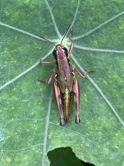 Phoetaliotes nebrascensis