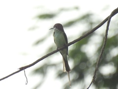 Merops viridis