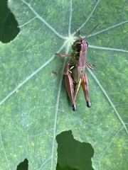 Phoetaliotes nebrascensis