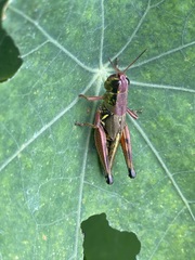Phoetaliotes nebrascensis