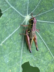 Phoetaliotes nebrascensis