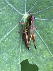 Phoetaliotes nebrascensis