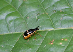 Paratriarius
