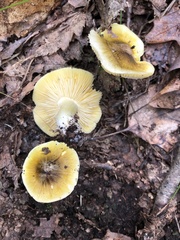 Tricholoma