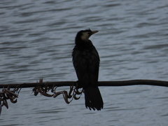 Microcarbo melanoleucos brevirostris