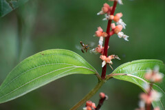 Miconia nervosa