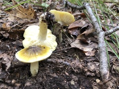 Tricholoma