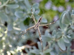 Argiope protensa