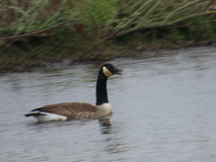 Branta canadensis maxima