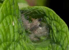 Avicularia
