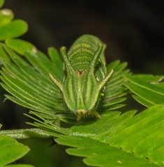 Polyura bharata
