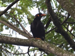Gracula religiosa